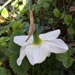 Narcissus bicolor Arall