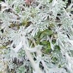 Artemisia glacialis List