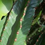 Euphorbia murielii Blad