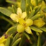 Thymelaea tinctoria Flower