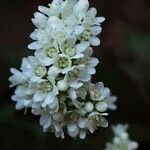 Crassula orbicularis Квітка