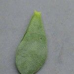 Crassula lanuginosa Leaf