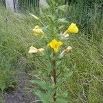 Oenothera elata Habitat