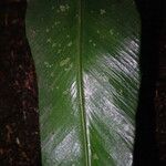 Asplenium subintegrum Лист