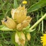 Gentiana punctataBlüte