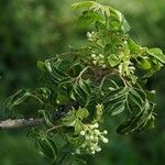 Clausena anisata Blatt