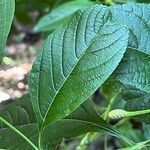 Lantana canescens Ліст