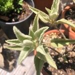 Lavatera oblongifolia