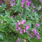 Cleome houtteana Flower