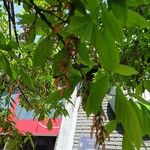 Acer cissifolium Folha