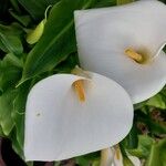 Zantedeschia aethiopica Blüte