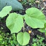 Abutilon theophrasti Yaprak