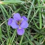 Iris unguicularis Цветок