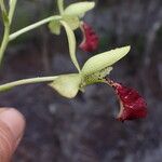 Eulophia flabellata Blüte