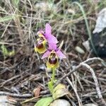 Ophrys tenthredinifera Цвят