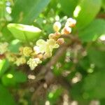 Muehlenbeckia hastulata Flor