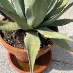 Agave havardiana Ліст