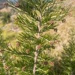 Grevillea rosmarinifoliaЛіст