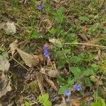 Pulmonaria obscuraKwiat