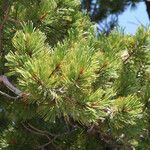 Pinus albicaulis Hábito