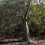 Moringa stenopetala Costuma