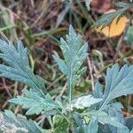 Artemisia vulgaris Blad