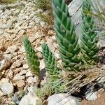 Petrosedum sediformeLapas