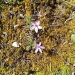 Erodium cicutariumFleur