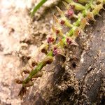 Bulbophyllum resupinatum Kwiat