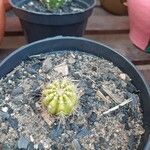 Echinocereus coccineus Bark