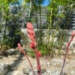 Hesperaloe parviflora Floare