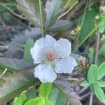 Rubus trivialis Kukka