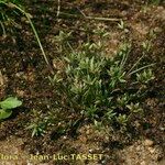 Juncus pygmaeus Habitat