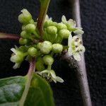 Ilex fragilis Фрукт