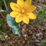 Blackstonia perfoliata 花