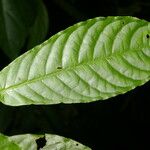 Psychotria jimenezii Leht