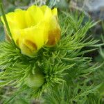 Adonis pyrenaica Blatt