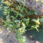 Galinsoga parviflora Cvet