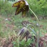 Fritillaria atropurpurea花