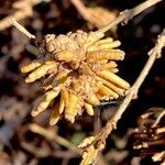 Forsythia intermedia Drugo