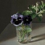 Viola cornuta Kvet