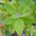 Lysimachia clethroidesBlad