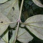 Bellucia grossularioides Leaf