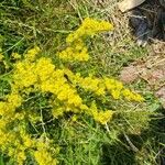 Galium verumFlower