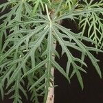 Jatropha multifida Blad