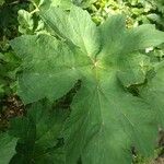 Heracleum lanatum Листок