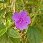 Tibouchina urvilleana Virág