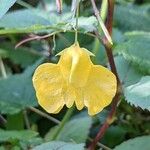 Impatiens noli-tangere Blüte