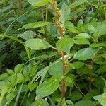 Parietaria officinalis Blad