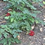 Actaea rubra 整株植物